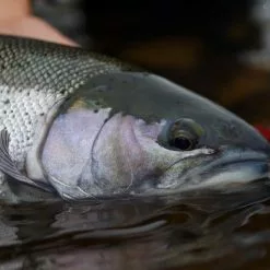 Cortland Compact Switch -Fly Lines & Leaders Sales cortland compact switch 4