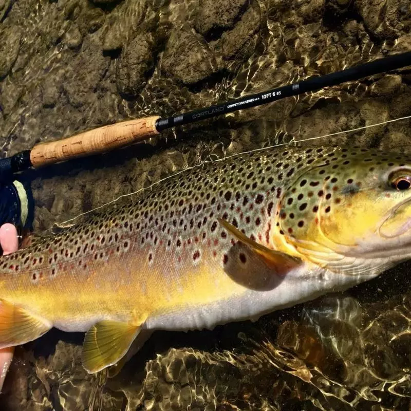 Cortland Competition MKII - European Style Nymphing 8 Cortland Competition MKII - European Style Nymphing - Image 6