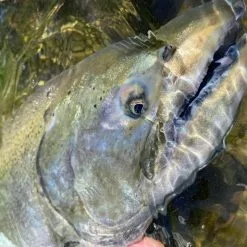 Cortland Salmon Steelhead 12 Cortland Salmon Steelhead -Fly Lines & Leaders Sales cortland salmon steelhead 4