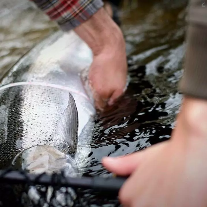 Cortland Salmon Steelhead 8 Cortland Salmon Steelhead - Image 6
