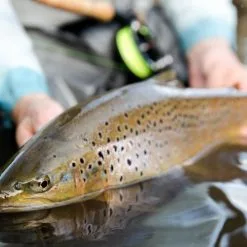 Cortland Trout Boss -Fly Lines & Leaders Sales cortland trout boss 6