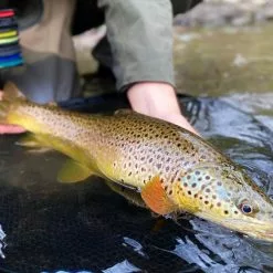 Cortland Ultra Premium Fluorocarbon Tippet -Fly Lines & Leaders Sales cortland ultra premium fluorocarbon tippet 4