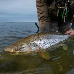 Vision Meri Fly Line -Fly Lines & Leaders Sales vision meri fly line 3